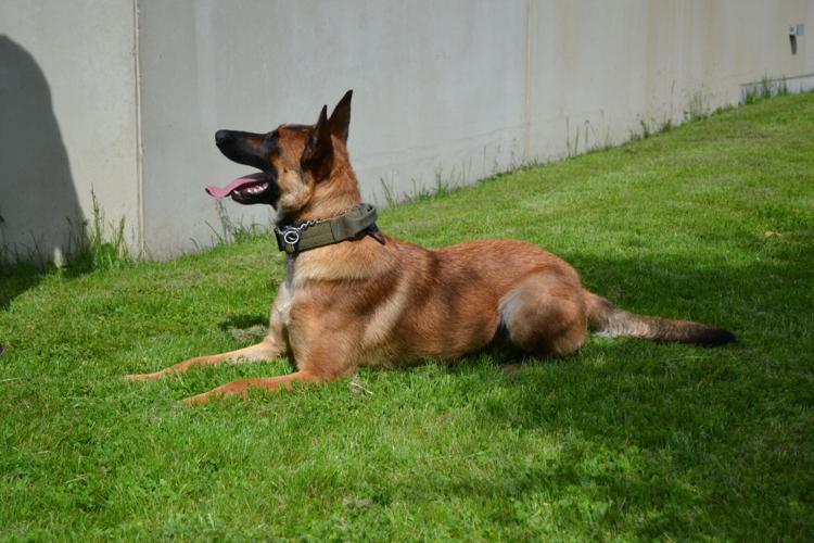 K9 Maggie additional photo 2