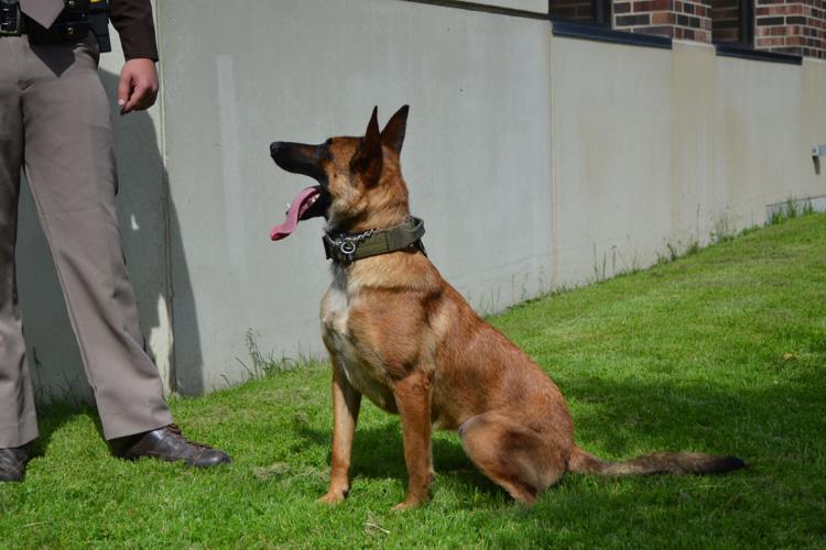 K9 Maggie additional photo 1