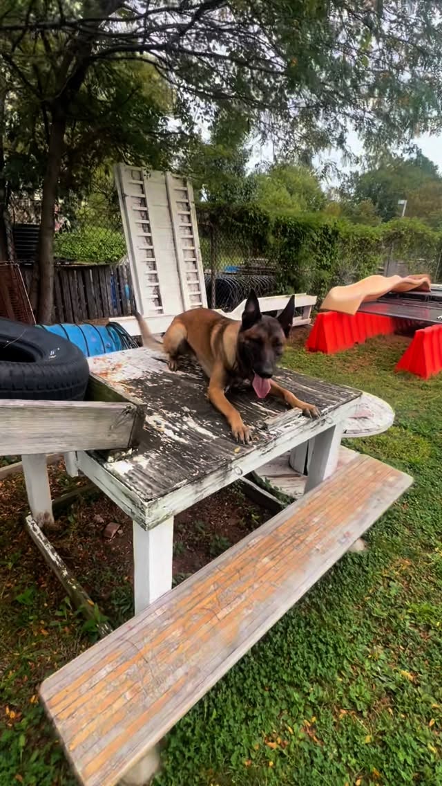 K9 Tenshi additional photo 1