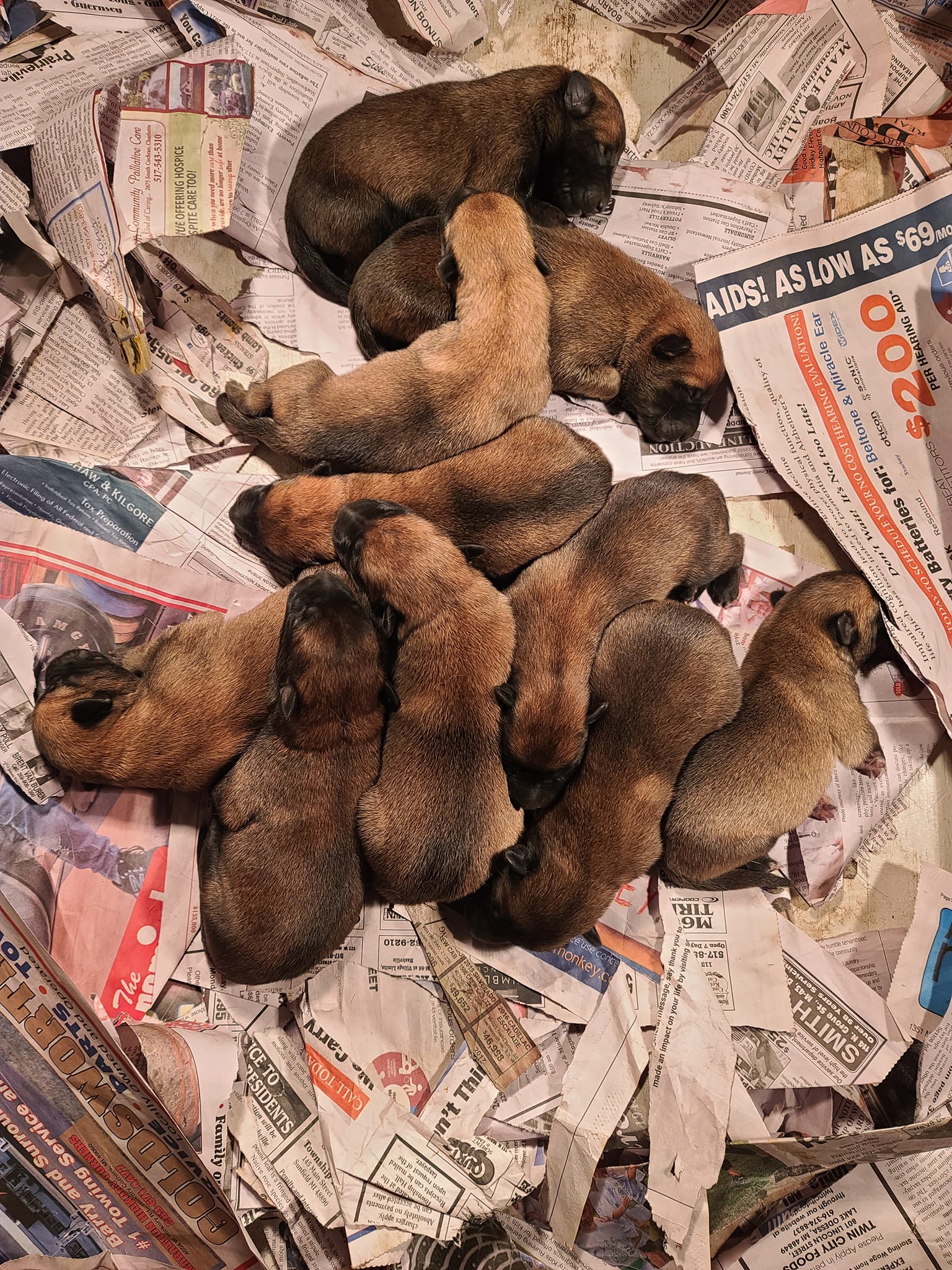 SQUIBB x Texas Taai Litter - February 2023