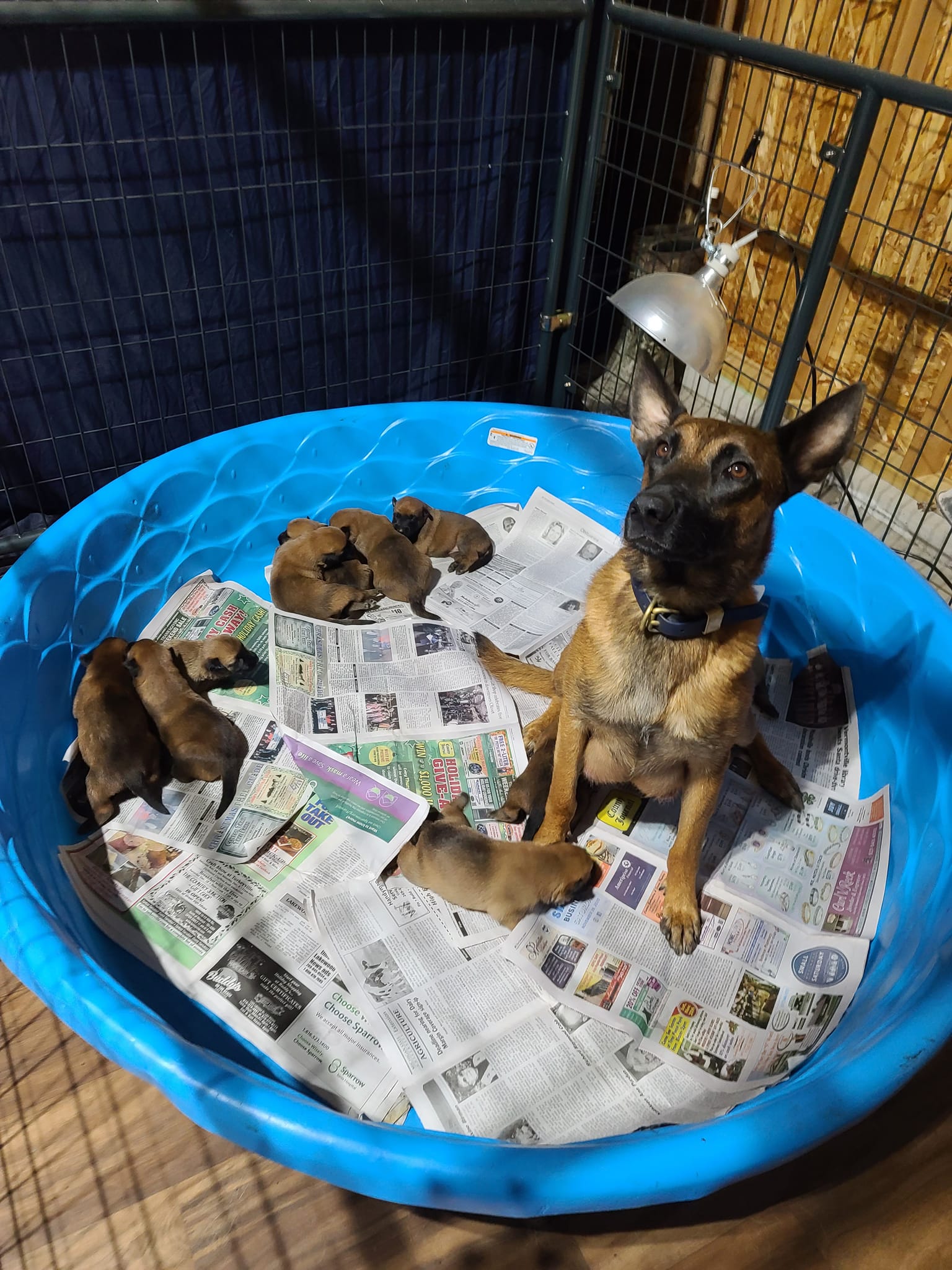 STONE with puppies in whelping pool